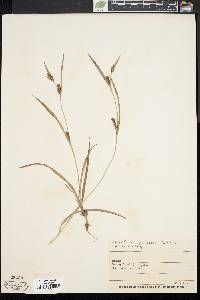 Carex glaucodea image