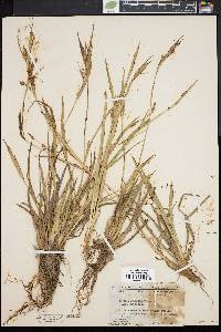 Carex glaucodea image