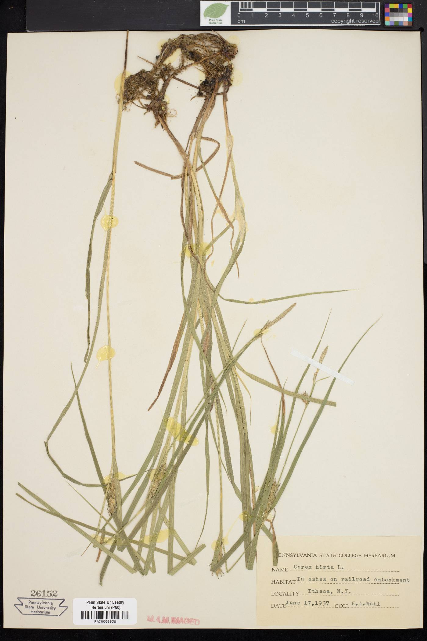 Carex hirta image