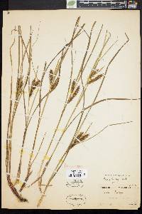 Carex baileyi image