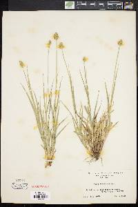 Carex mesochorea image