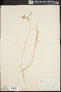 Carex pallescens image