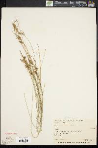 Carex pallescens image