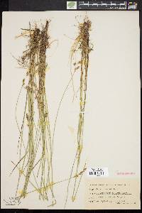 Carex prairea image