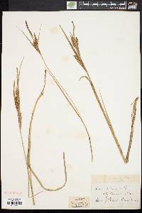 Carex salina var. kattegatensis image