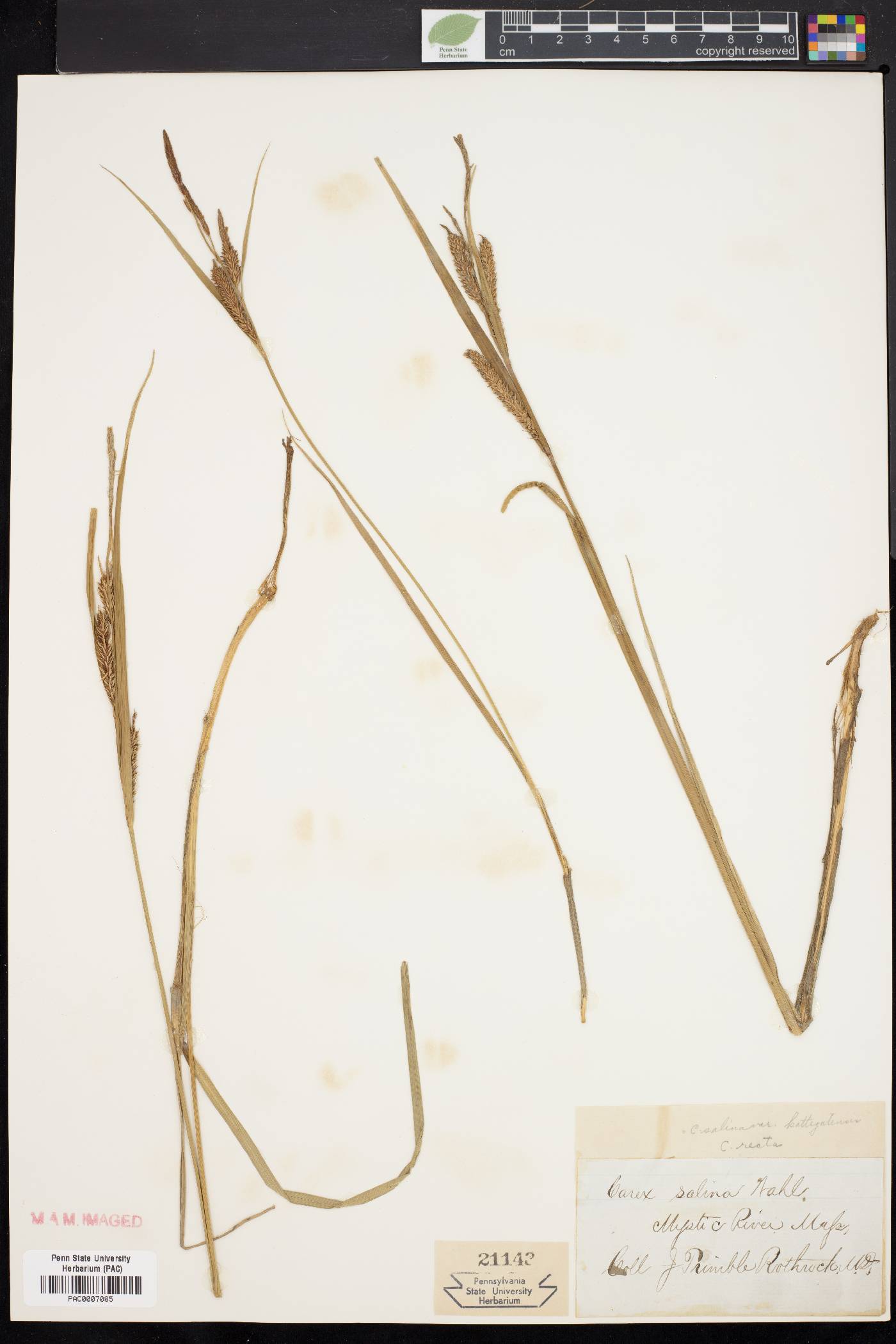 Carex salina var. kattegatensis image
