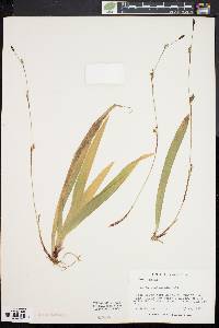 Carex plantaginea image