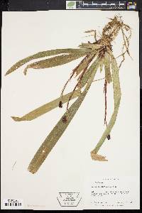 Carex plantaginea image