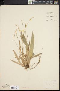 Carex platyphylla image