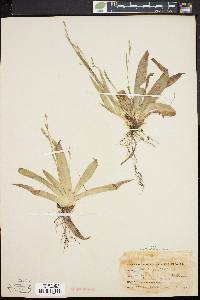 Carex platyphylla image