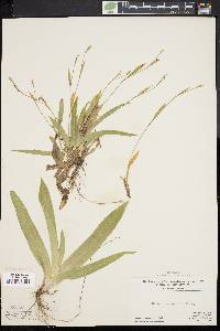 Carex platyphylla image