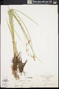 Carex prairea image