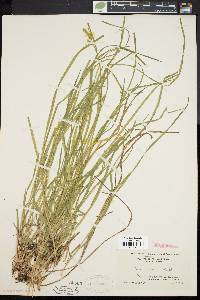 Carex prasina image