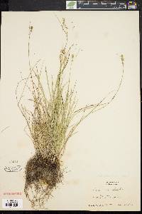 Carex retroflexa image