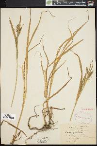 Carex scabrata image