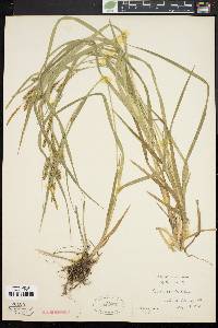 Carex scabrata image