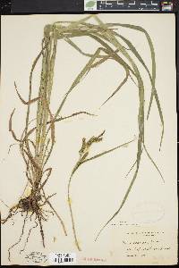 Carex scabrata image