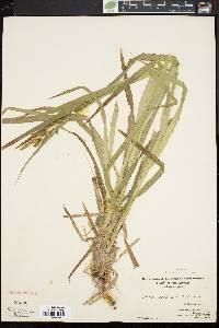 Carex scabrata image