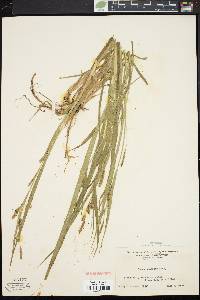 Carex scabrata image