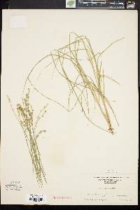 Carex seorsa image