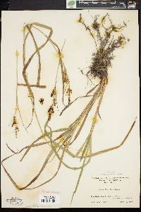 Carex shortiana image