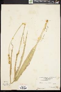 Carex sparganioides image