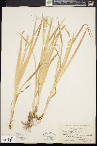 Carex sparganioides image