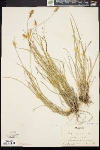 Carex spicata image