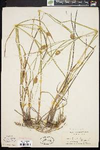 Carex squarrosa image