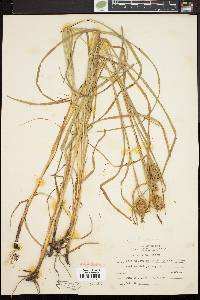 Carex squarrosa image