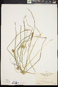 Carex squarrosa image