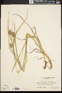 Carex squarrosa image