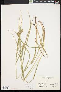 Carex squarrosa image