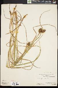 Carex squarrosa image