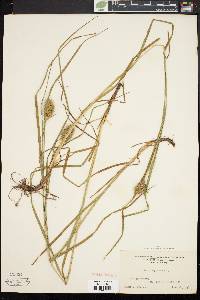 Carex squarrosa image