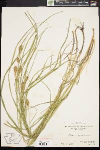 Carex squarrosa image