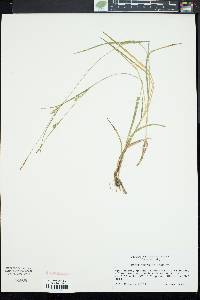 Carex tetanica image