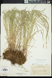 Carex tetanica image