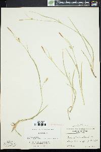 Carex tetanica image