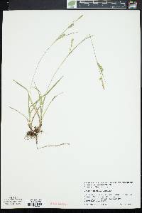 Carex tetanica image