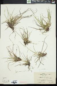 Carex tonsa image