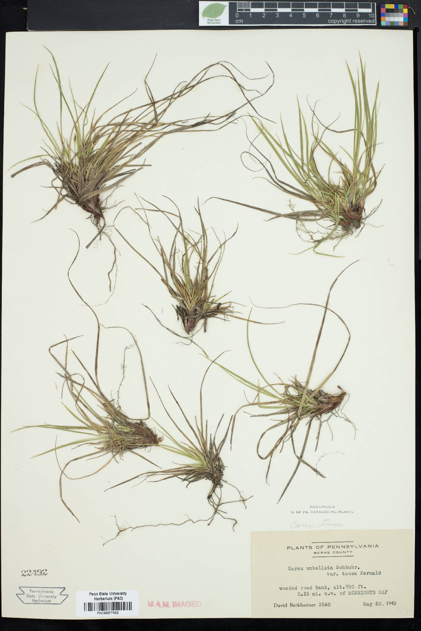 Carex tonsa image