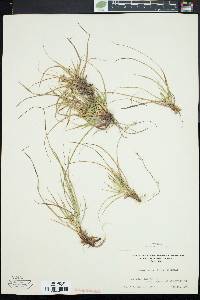 Carex tonsa image