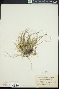 Carex tonsa image