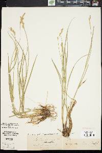 Carex straminea image