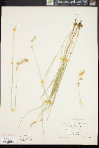 Carex straminea image