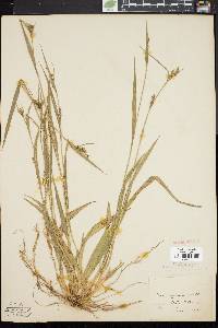 Carex striatula image