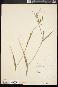 Carex striatula image