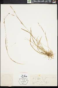 Carex styloflexa image