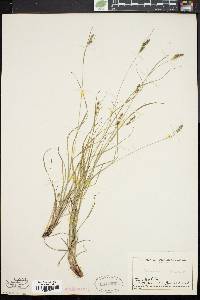 Carex swanii image